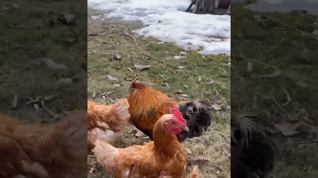 Мы с петухом почти всегда ладим ? смотреть онлайн