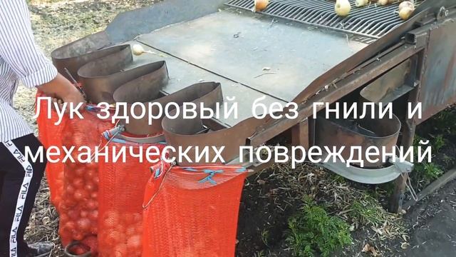 Сбор урожая лука сорта РАДАР "ВЕСТИ С ПОЛЕЙ" смотреть онлайн