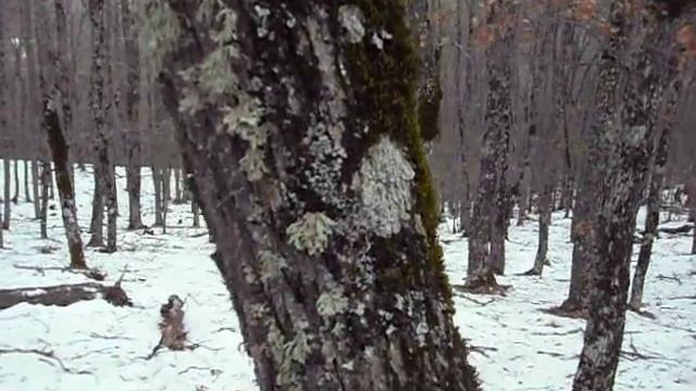 Косули в крымском лесу смотреть онлайн