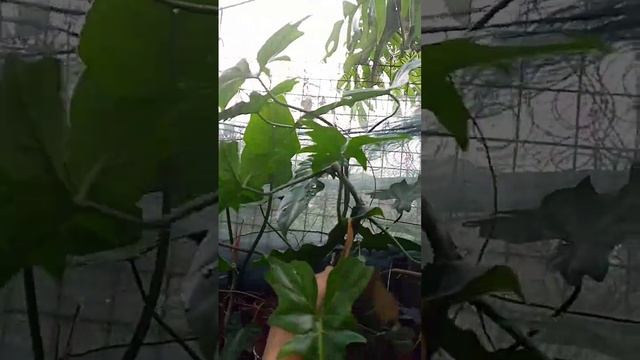 Philodendron Fiddle Green Dragon смотреть онлайн