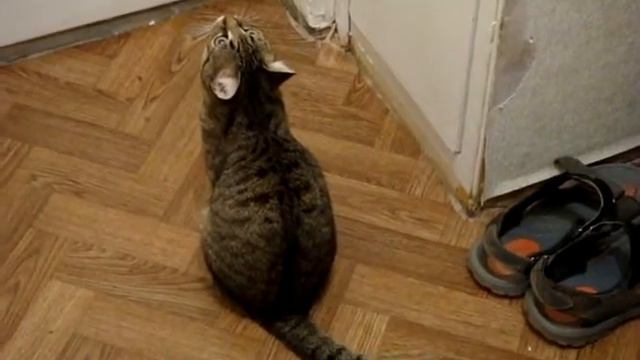Леопард плачет... смотреть онлайн