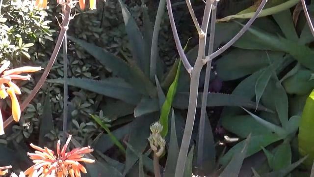 АЛОЭ. ALOE смотреть онлайн