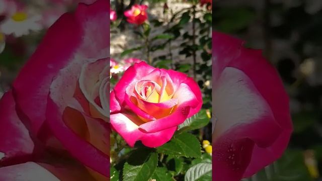 РОЗА Букаву/Bukavu/РОЗА Дик Кларк/ Dick Clark смотреть онлайн