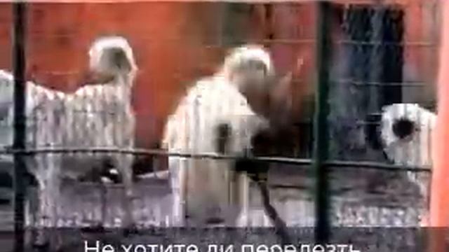 Акбаш - Маленькие собачки, не правда ли? смотреть онлайн