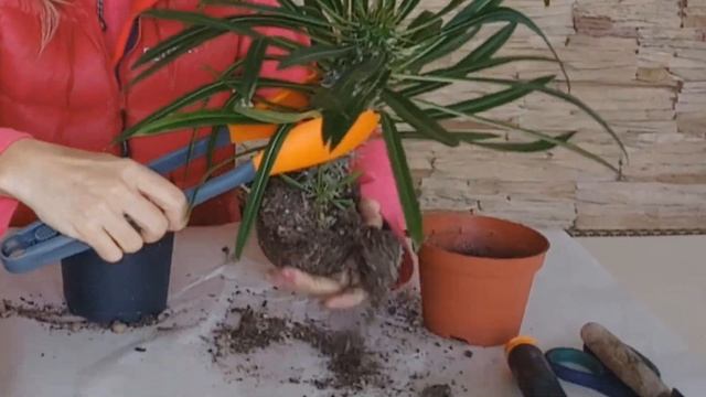 ПОСАДКА ПАХИПОДИУМА