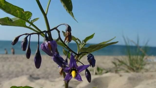 Балтийское море, куршская коса. смотреть онлайн