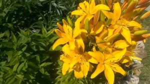 А я в саду для Лилии ... сорвал 3 лилии.