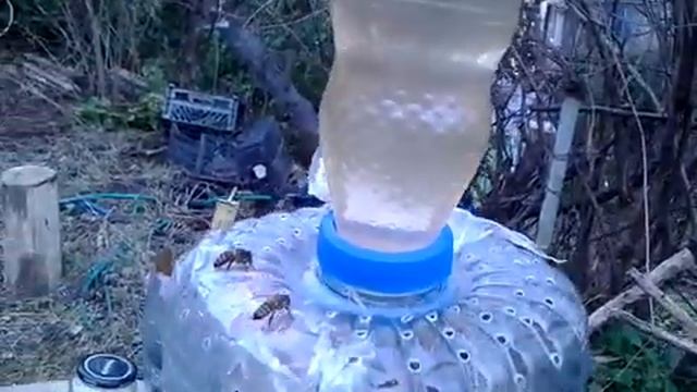 Долгоживущие пчёлы вернулись.Зимовка продолжается. смотреть онлайн