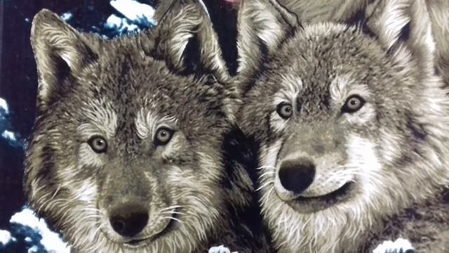 21 августа 2022 г. Посвящаю братьям нашим меньшим.Автор стихотворения Марина Кудрявцева. смотреть онлайн