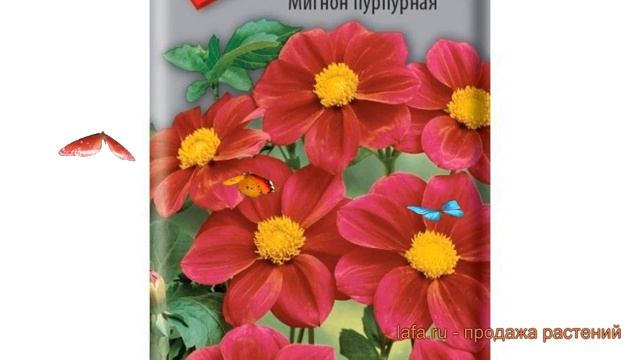 Георгина обыкновенный Мигнон пурпурная ? обзор: как сажать, семена георгины Мигнон пурпурная смотреть онлайн