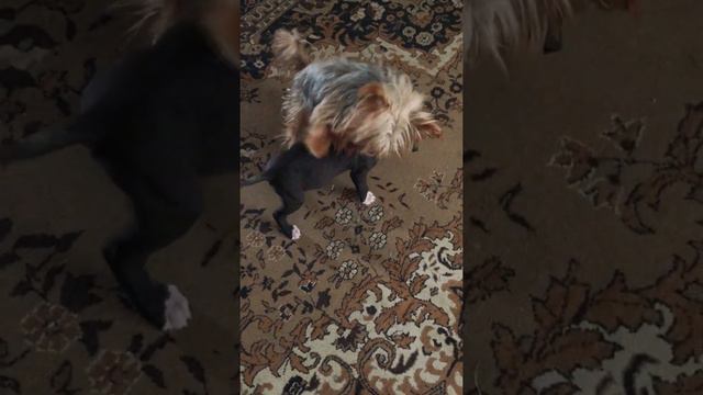 Йоркшерский терьер и 2 месячный питбуль,друзья смотреть онлайн