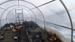 ЗИМНЕЕ СОДЕРЖАНИЕ ИНДОУТОК И КУРЕЙ В ТЕПЛИЦЕ●
