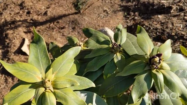 Мои новые растения и цветы на даче