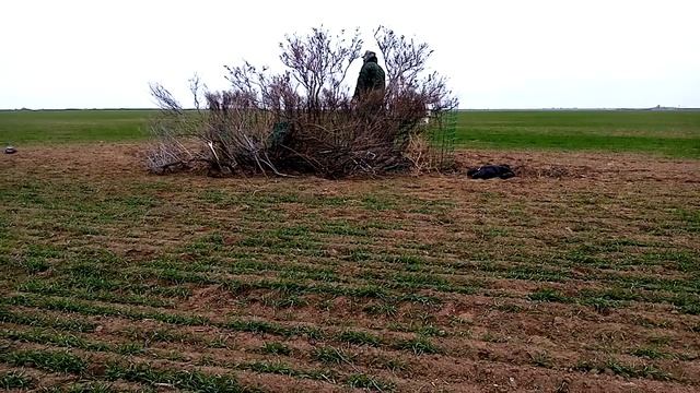 Охота на огаря в Ставропольском крае на полях озимых в декабре 2022! смотреть онлайн