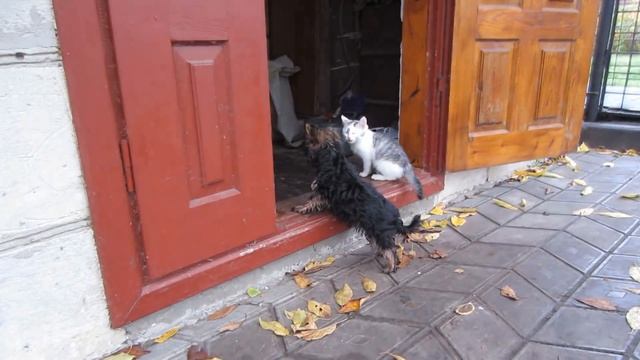 ЩЕНОК ПУПСЯ в ШКОЛЕ КОТОВ! КОТ МАЛЫШ и Кошечка МУРКА на УРОКЕ ФИЗКУЛЬТУРЫ! смотреть онлайн