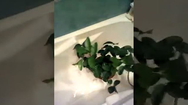 Как правильно купать лимон дома смотреть онлайн