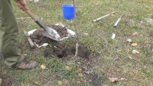 Посадка саженца черешни. Как посадить черешню осенью и весной - мой способ