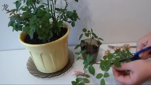 Обрезка комнатной розы и размножение розы черенками. Цветоводство с Оксаной Валерьевной.