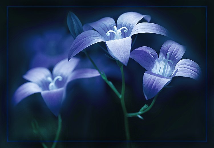 Добрый вечер! Приятного,уютного, Вам вечера!