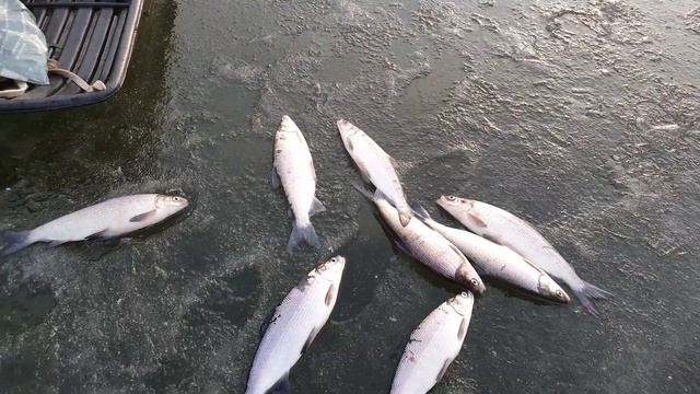 Рыбалка на Сига. Рыболовный клуб в подмосковье. смотреть онлайн