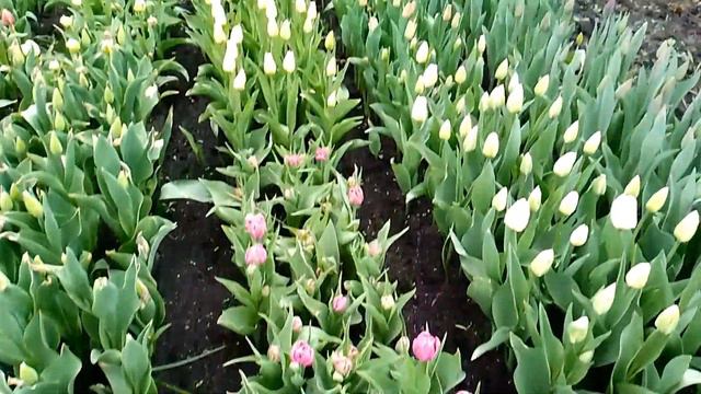 Тюльпани у відкритому грунті.. смотреть онлайн