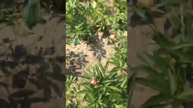 Видео отчет с пионовых полей Голландии смотреть онлайн