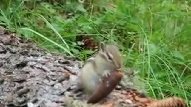 Бурундук лущит шишку смотреть онлайн