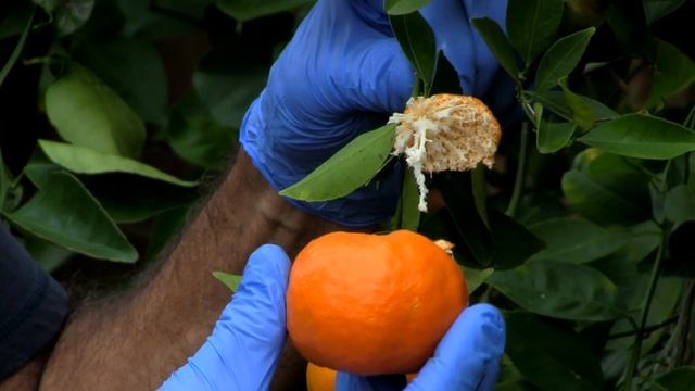 "Dancy Tangerine" very tasty... смотреть онлайн