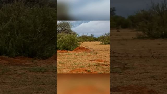 Вот как мангуст платит земляным белкам за жилье смотреть онлайн