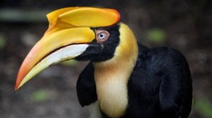 ТОП-10 САМЫХ НЕОБЫЧНЫХ ПТИЦ НА ПЛАНЕТЕ