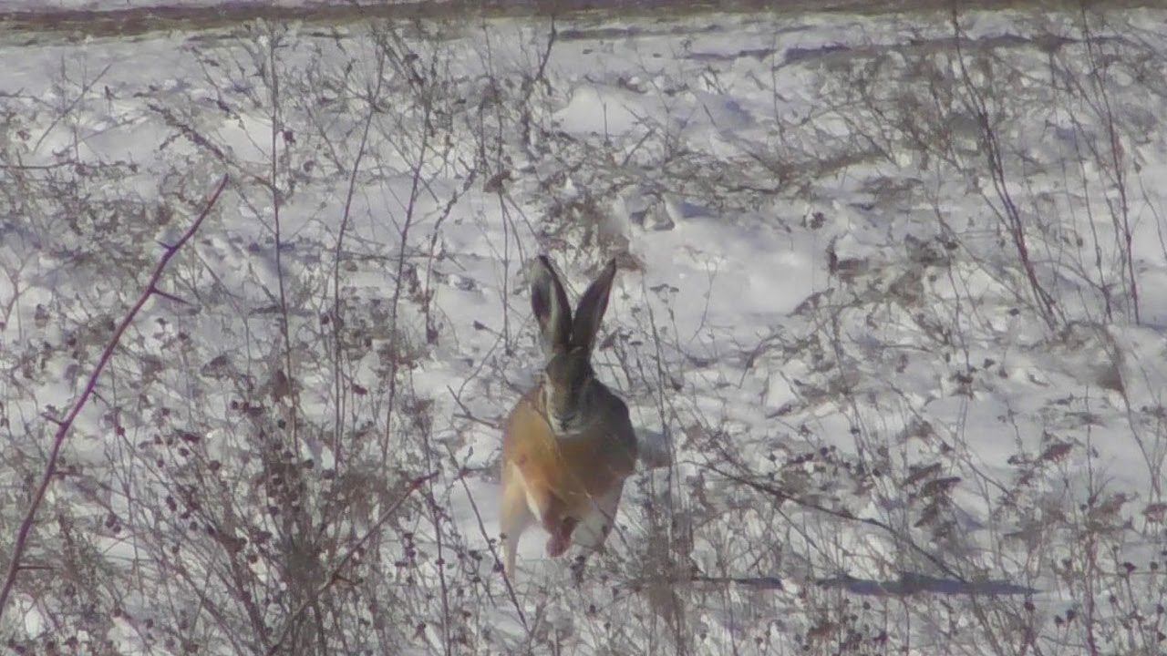 Заяц-Русак неожиданно начал бежать прямо на нас! смотреть онлайн