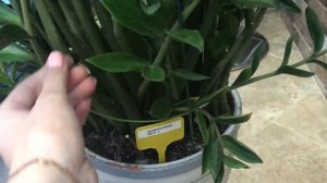 Замиокулькас .Как я за ним ухаживаю .