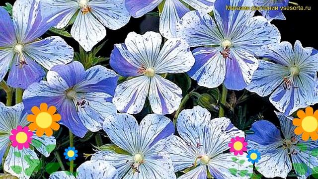 Герань луговая Сплиш Сплаш. Краткий обзор, описание характеристик geranium pratense Splish splash смотреть онлайн