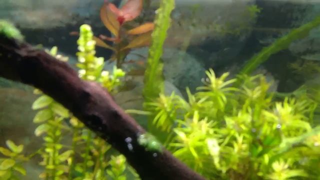 Реакция растений на добавление света смотреть онлайн