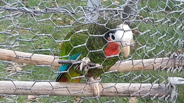 Попугай белолобый кубинский Амазон. смотреть онлайн