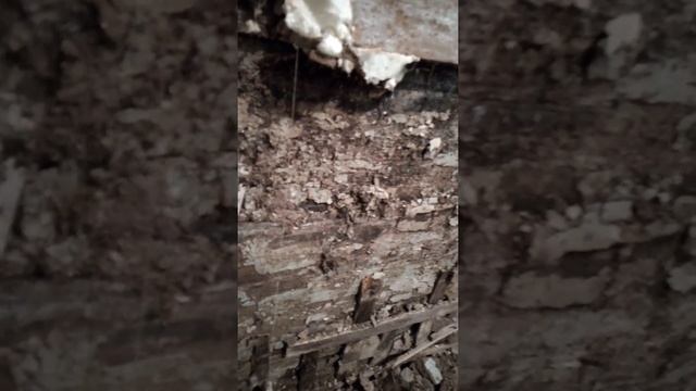 Штукатурка, или гипсокартон. Деревянный дом гниёт, если допускать такие минусы. смотреть онлайн