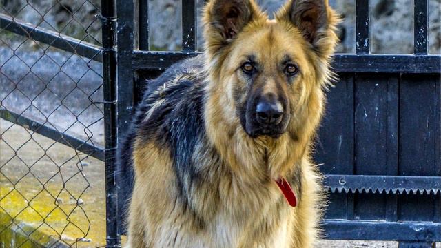 Maned Wolf Facts: NOT a WOLF 🐺 Animal Fact Files смотреть онлайн