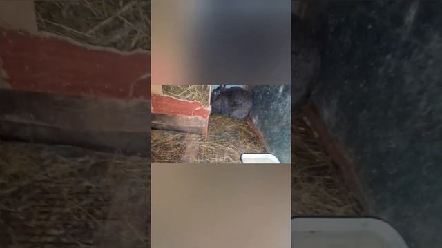 А если строит гнездо не в маточнике?/Окрол кролихи Венеры. смотреть онлайн