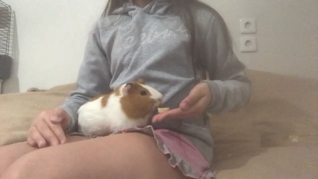 Можно ли морским свинкам банан?! смотреть онлайн