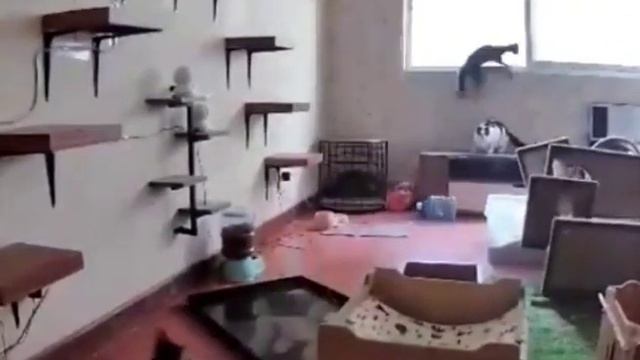 Цепная котоядерная реакция смотреть онлайн