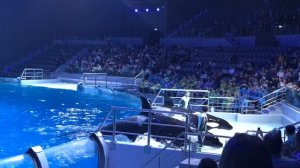 Касатки в Москвариум.