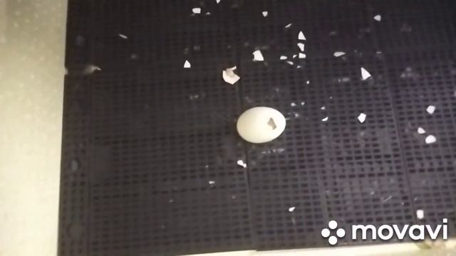 КАКОЙ ЖЕ ВЫВОД ЖДЁТ МЕНЯ С ГОЛУБЫХ ЯИЦ? смотреть онлайн