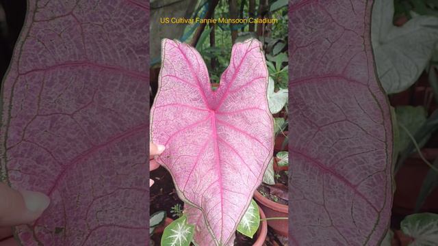 Fannie Munsoon Caladium|| Be Amazed With Its Beauty