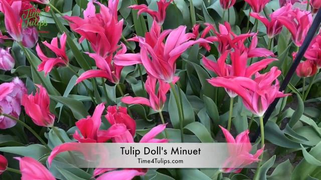 Tulip Doll's Minuet | Time4Tulips.com