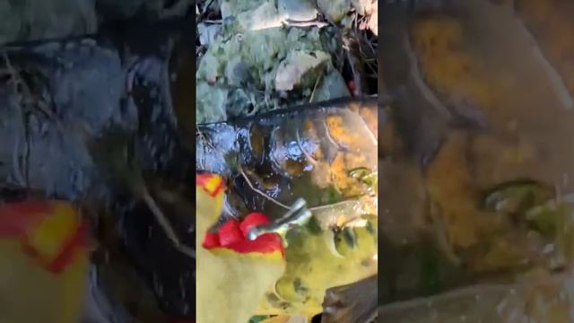 Охота с рогаткой на рыбу, Slingshot Fishing. Зеркальный карп смотреть онлайн