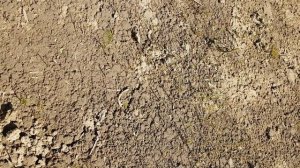 Сажаю газон прямо на сорняки. Что будет?