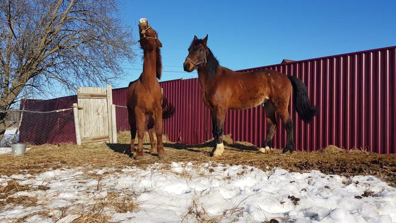 Стабунивание лошадей. смотреть онлайн