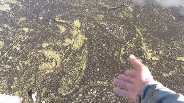 Время разбрасывать камни Время их собирать. Зарыбляю пруд Карпом смотреть онлайн