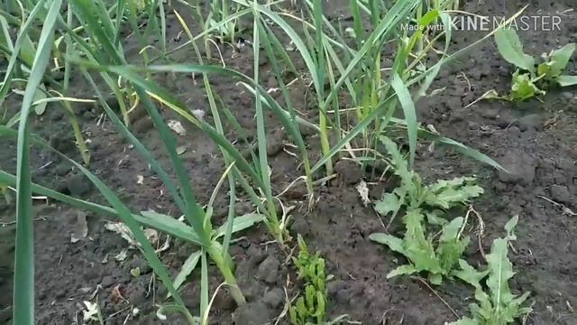 Чеснок как вырастить крупные головки. смотреть онлайн