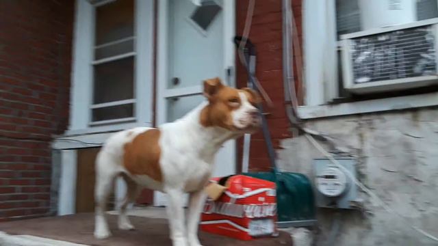 THE legendary SUPER PITBULL 3 strongest dog in the universe смотреть онлайн